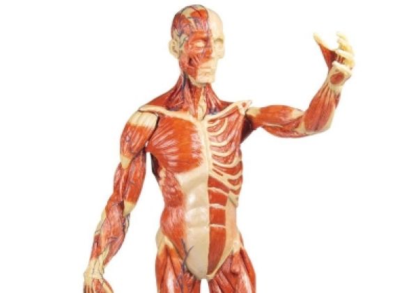 https://jayakelana.jayakelana.id/uploads/product/-b90-muscular-figure-1-3-213461630a9f585_cover.jpg