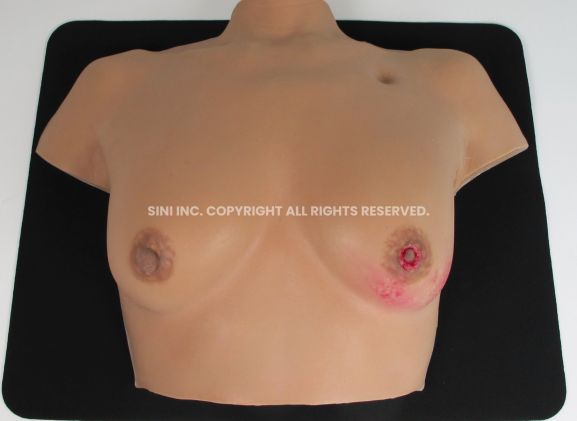 https://jayakelana.jayakelana.id/uploads/product/-c-bat-01-breast-anatomy-model-50077eb6d239cb5_cover.jpg