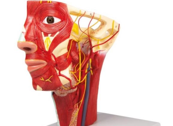 https://jayakelana.jayakelana.id/uploads/product/-c130-arteries-of-head-62618e5c94476e0_cover.jpg