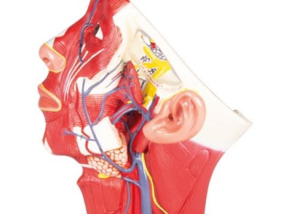 https://jayakelana.jayakelana.id/uploads/product/-c132-veins-of-head-98221ecf070c750_cover.jpg
