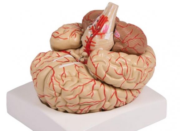 https://jayakelana.jayakelana.id/uploads/product/-c220-brain-model-9-part-79379950ba31139_cover.jpg