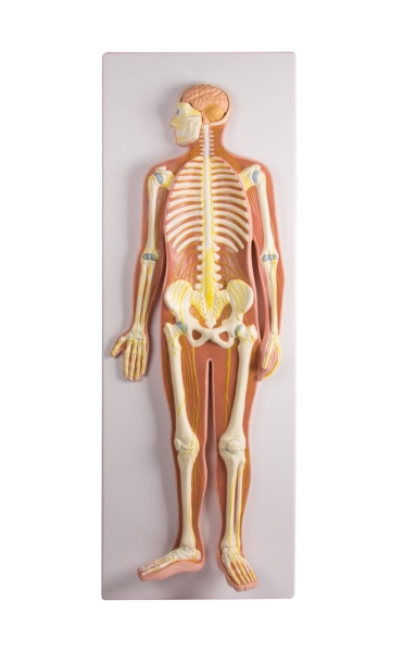 (C240) Nervous System, 1/2 life size