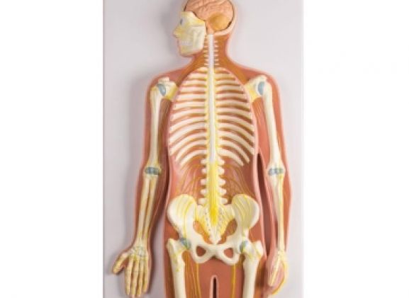 https://jayakelana.jayakelana.id/uploads/product/-c240-nervous-system-1-2-2473372fae2fbf7_cover.jpg