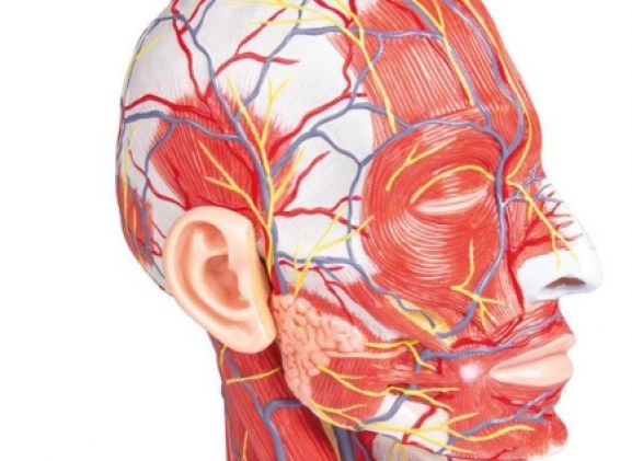 https://jayakelana.jayakelana.id/uploads/product/-c314-half-head-life-7437086ffa7f423_cover.jpg