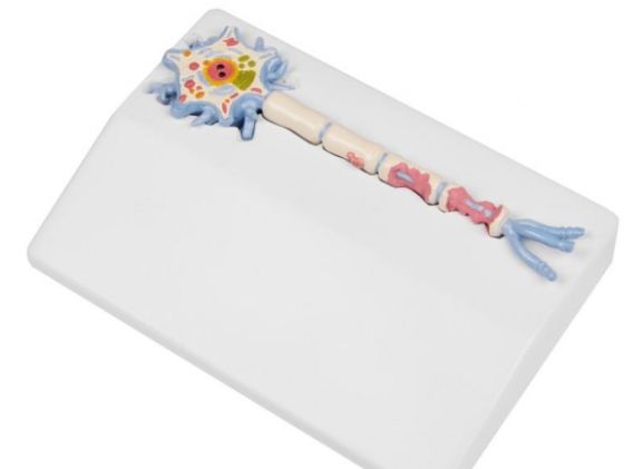 https://jayakelana.jayakelana.id/uploads/product/-c45-neuron-model-with-527743a583fd5f5_cover.jpg