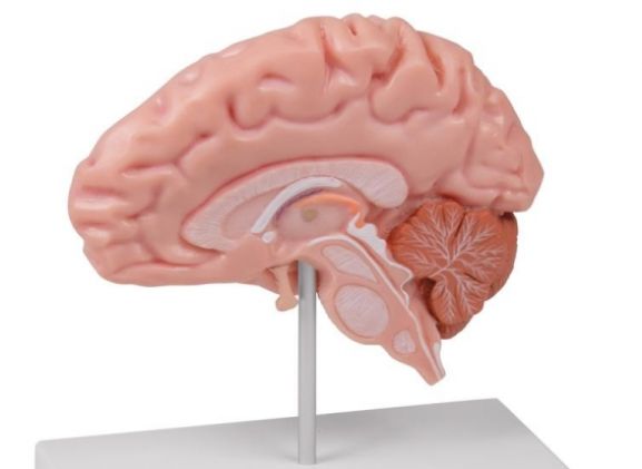 https://jayakelana.jayakelana.id/uploads/product/-c915-anatomical-brain-half--78130aa2e316da1_cover.jpg