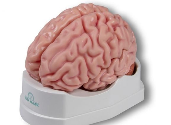 https://jayakelana.jayakelana.id/uploads/product/-c918-anatomical-brain-model--209799d9b8e78c0_cover.jpg