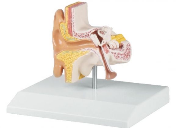 https://jayakelana.jayakelana.id/uploads/product/-e220-ear-model-1-5-891711ef194e274_cover.jpg