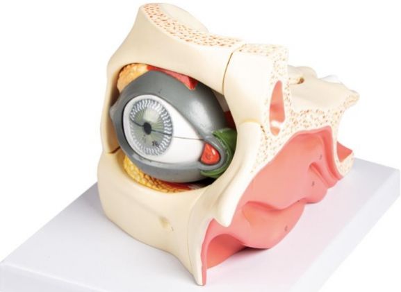 https://jayakelana.jayakelana.id/uploads/product/-f160-eye-in-orbit-688407385e87f14_cover.jpg