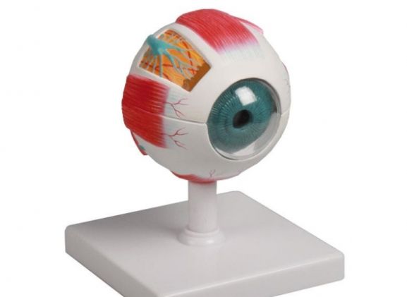 https://jayakelana.jayakelana.id/uploads/product/-f210-eye-model-4-922211e6e863c36_cover.jpg