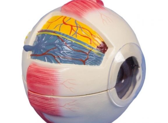 https://jayakelana.jayakelana.id/uploads/product/-f220-eye-6-times-26211f7455e1d1c_cover.jpg