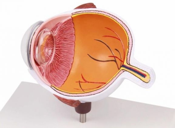 https://jayakelana.jayakelana.id/uploads/product/-f50-eye-half-enlarged-474222b7ae0b4f6_cover.jpg