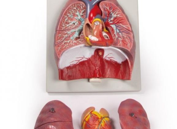 https://jayakelana.jayakelana.id/uploads/product/-g115-lungs-heart-and-38020d3548a949b_cover.jpg