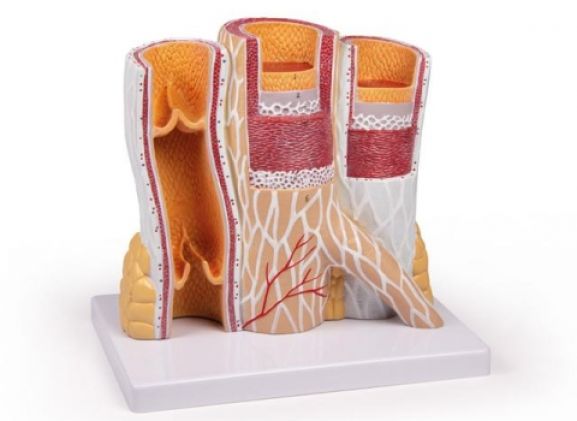 https://jayakelana.jayakelana.id/uploads/product/-g142-artery-and-vein-53682f4e2ecf864_cover.jpg