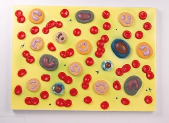 https://jayakelana.jayakelana.id/uploads/product/-g165-human-blood-cells-4554386220fce03_cover.jpg