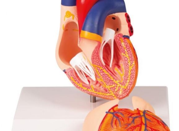 https://jayakelana.jayakelana.id/uploads/product/-g207-heart-model-2-69718dcbe0e411d_cover.jpg