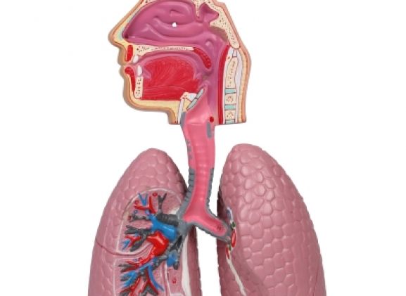 https://jayakelana.jayakelana.id/uploads/product/-g216-human-respiratory-system-92835081292854e_cover.jpg
