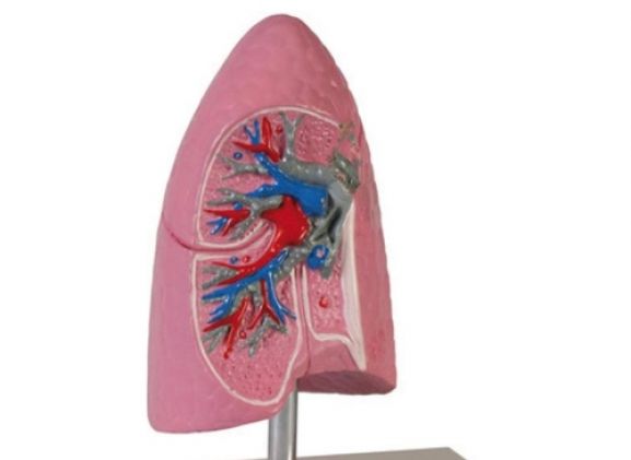 https://jayakelana.jayakelana.id/uploads/product/-g252-lung-half-1-2-41293d86e3870d0_cover.jpg