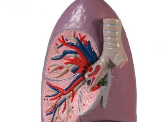 https://jayakelana.jayakelana.id/uploads/product/-g253-lung-half-life-77637b23cb65290_cover.jpg