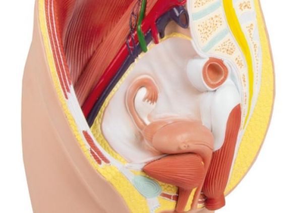 https://jayakelana.jayakelana.id/uploads/product/-h210-female-pelvis-life-207604358bdf132_cover.jpg
