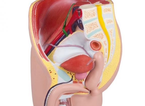 https://jayakelana.jayakelana.id/uploads/product/-h211-male-pelvis-life-72549a71094df75_cover.jpg