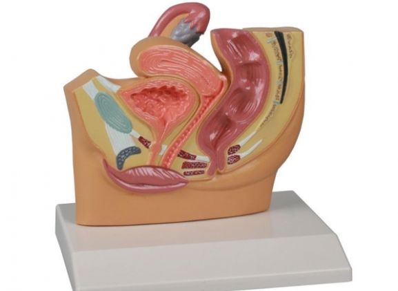 https://jayakelana.jayakelana.id/uploads/product/-h220-female-pelvis-section--52120a57fa3b84c_cover.jpg
