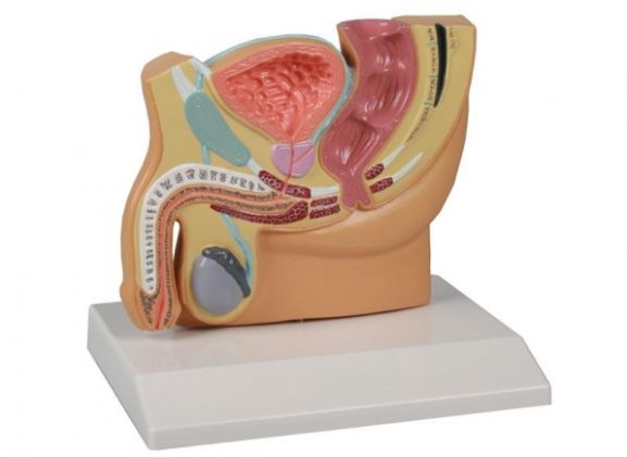 https://jayakelana.jayakelana.id/uploads/product/-h221-male-pelvis-section--15800cf2f11ee5e_cover.jpg