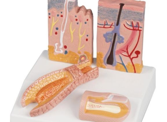 https://jayakelana.jayakelana.id/uploads/product/-j214-skin-hair-nail-desktop-model--75860ccbe70094c_cover.jpg