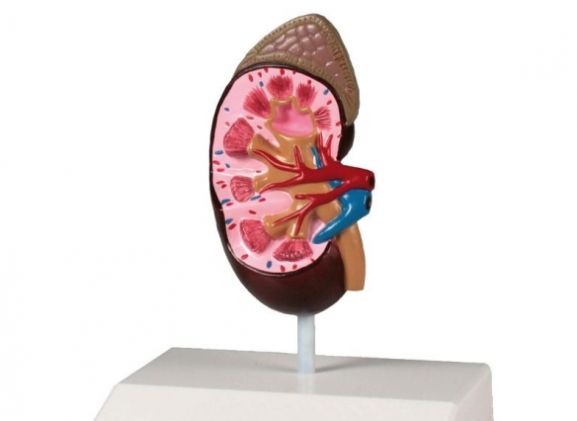 https://jayakelana.jayakelana.id/uploads/product/-k212-kidney-model-life-51850a577c0f904_cover.jpg