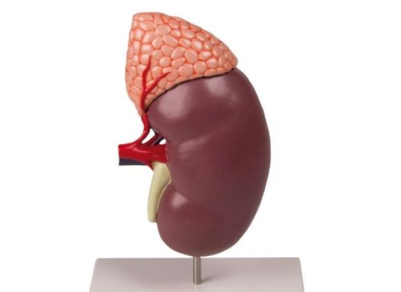 https://jayakelana.jayakelana.id/uploads/product/-k213-kidney-with-adrenal-539633d5b6bebb8_cover.jpg