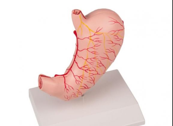 https://jayakelana.jayakelana.id/uploads/product/-k215-stomach-life-size--48435fea7fda588_cover.jpg