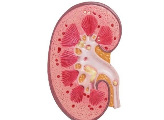 https://jayakelana.jayakelana.id/uploads/product/-k229-kidney-stone-model-18398e383d2b92e_cover.jpg