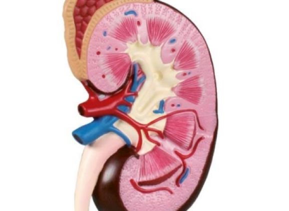 https://jayakelana.jayakelana.id/uploads/product/-k260-kidney-model-2-56864f816e635e5_cover.jpg