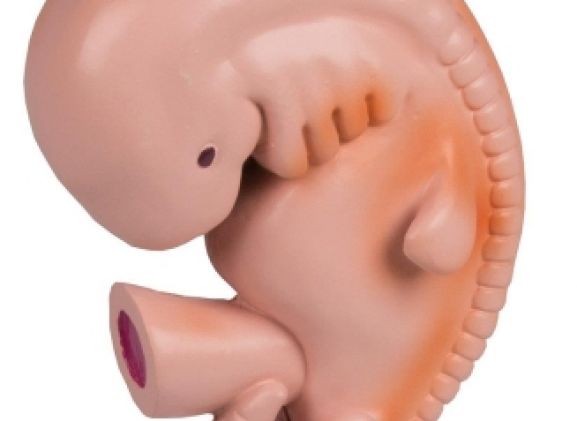 https://jayakelana.jayakelana.id/uploads/product/-l215-human-embryo-4-8702588d1fa5541_cover.jpg