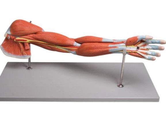 https://jayakelana.jayakelana.id/uploads/product/-m211-arm-muscles-7-part-60910210546c36f_cover.jpg