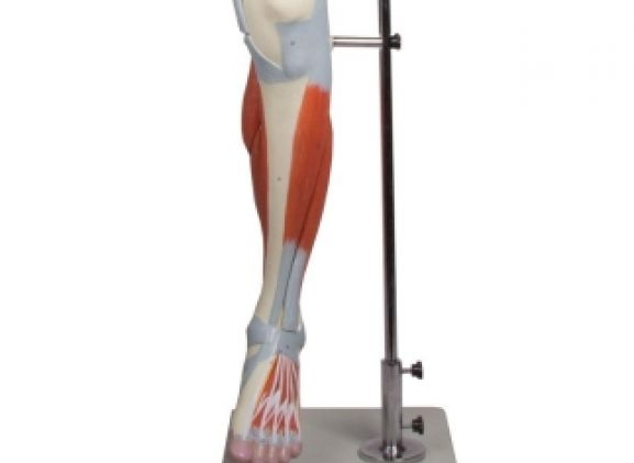 https://jayakelana.jayakelana.id/uploads/product/-m220-leg-muscles-13-part-355247dc3ca4939_cover.jpg