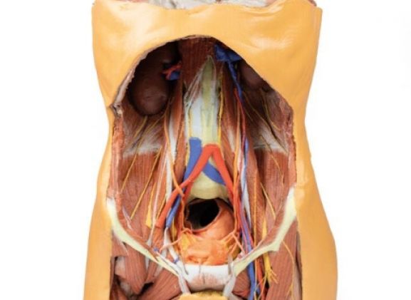 https://jayakelana.jayakelana.id/uploads/product/-mp1300-posterior-abdominal-wall-122572f88492647_cover.jpg