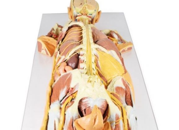 https://jayakelana.jayakelana.id/uploads/product/-mp1400-nervous-system-dissection-15695a3a973928a_cover.jpg