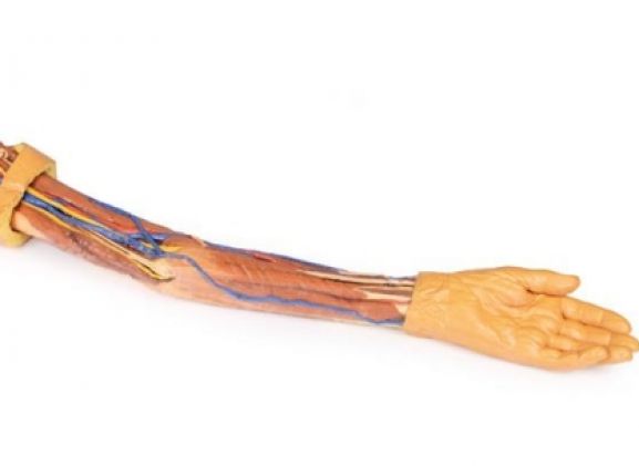 https://jayakelana.jayakelana.id/uploads/product/-mp1500-upper-limb-31059dcd2c281b4_cover.jpg