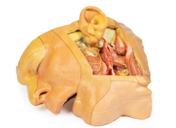 https://jayakelana.jayakelana.id/uploads/product/-mp1660-head-and-neck-529904d08f80369_cover.jpg