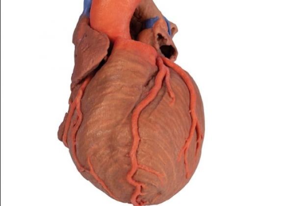 https://jayakelana.jayakelana.id/uploads/product/-mp1710-heart-and-the-11703c89c5ab82c_cover.jpg