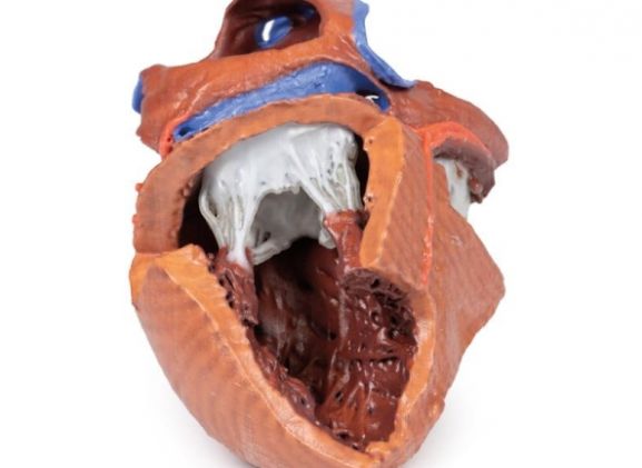 https://jayakelana.jayakelana.id/uploads/product/-mp1715-heart-internal-structures-38792208a973a09_cover.jpg