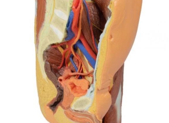 https://jayakelana.jayakelana.id/uploads/product/-mp1765-male-left-pelvis-224391ef800a035_cover.jpg