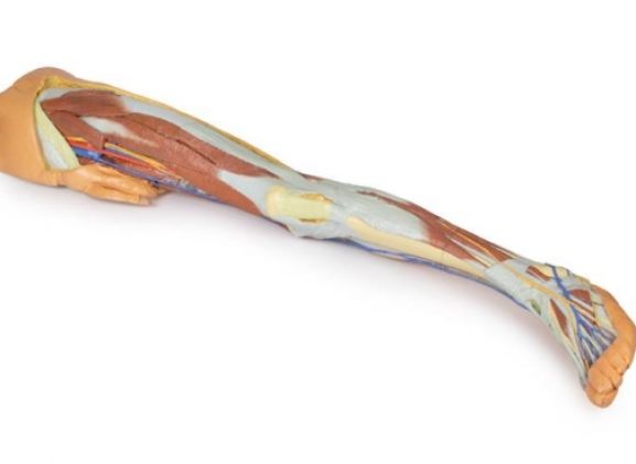 https://jayakelana.jayakelana.id/uploads/product/-mp1818-lower-limb-superficial-613000cf0032de5_cover.jpg