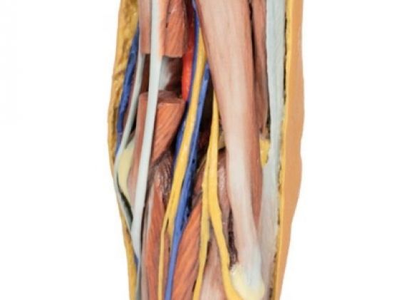 https://jayakelana.jayakelana.id/uploads/product/-mp1830-popliteal-fossa-799074de639e510_cover.jpg