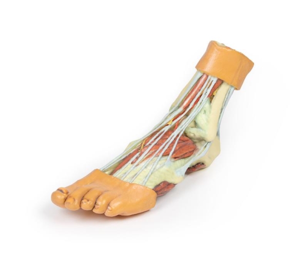 (MP1900) Foot, Structures of The Plantar Surface