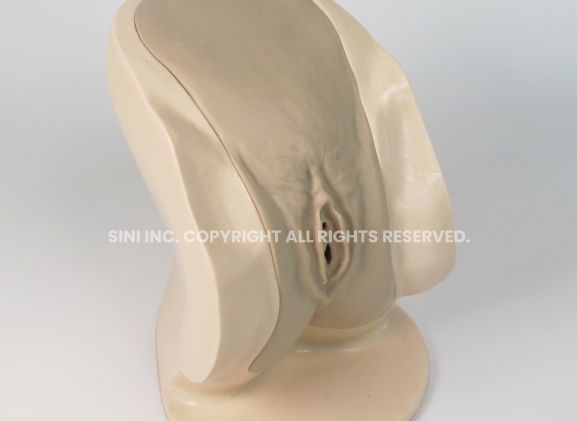 https://jayakelana.jayakelana.id/uploads/product/-p-ctb-02-female-catheterization-trainer-74319ae763b1cc8_cover.jpg