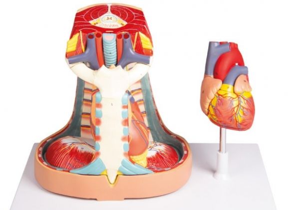 https://jayakelana.jayakelana.id/uploads/product/-v103-mediastinum-life-size-473995830356e86_cover.jpg