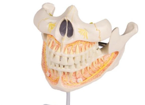 https://jayakelana.jayakelana.id/uploads/product/-v181-permanent-teeth-model-98565eb1b62961e_cover.jpg