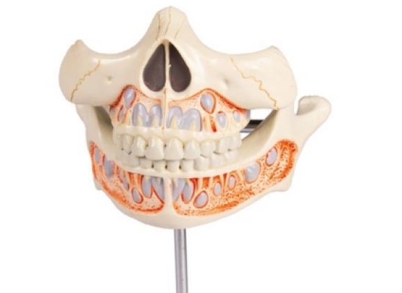 https://jayakelana.jayakelana.id/uploads/product/-v182-decidous-teeth-model-365792990e68a8c_cover.jpg